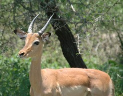 Impala