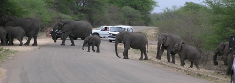 Elephants crossing road