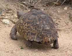 Leopard tortoise