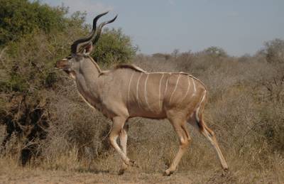 Male greater kudu