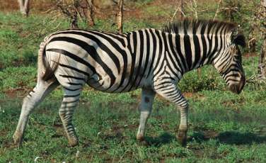 Zebra