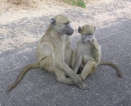 Baboons