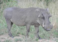 Warthog