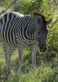 Zebra