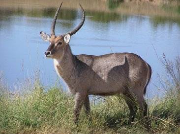 Waterbuck