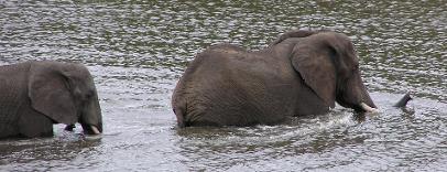 Elephants swimming