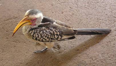 Southern yellow-billed hornbill