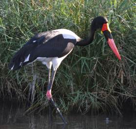 Saddle-billed stork