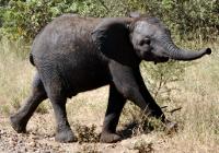 Baby African elephant