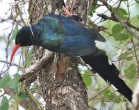Green (red-billed) wood-hoopoe